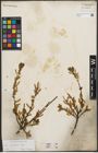 Foto von Salix starkeana Willd.